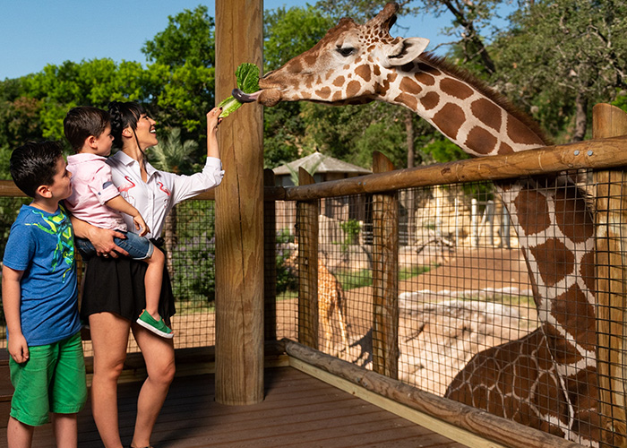 Entrance and exhibits at the San Antonio Zoo