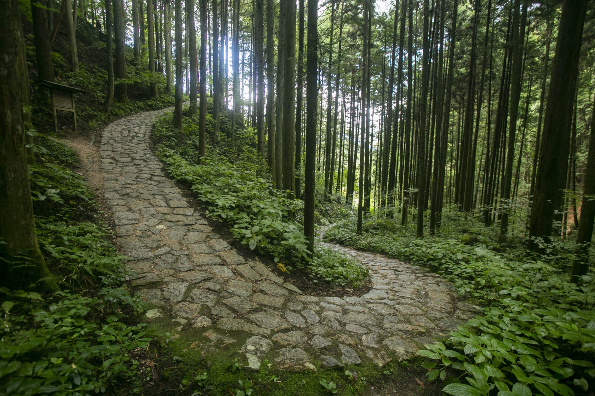 Le sentier pavé de la Nakasendo, dans la forêt de la vallée de Kiso