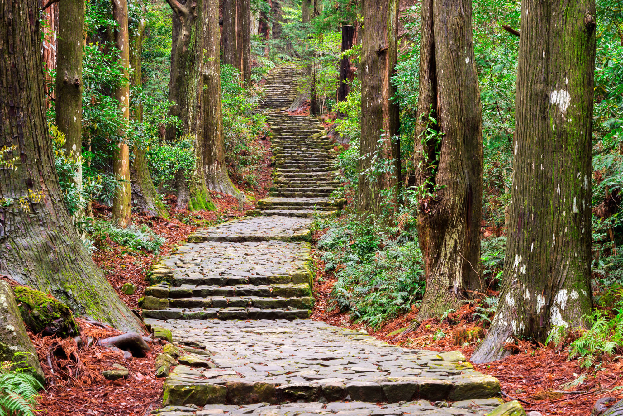 Sentier forestier du Kumano Kodo