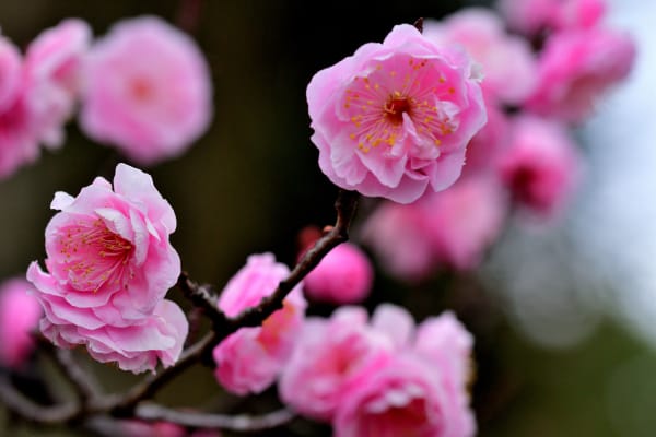 Cerisiers en fleurs (sakura)