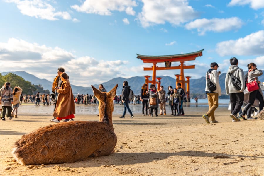 Un cerf couché sur le sable devant le grand torii vermillon, la mer retirée et des visiteurs autour