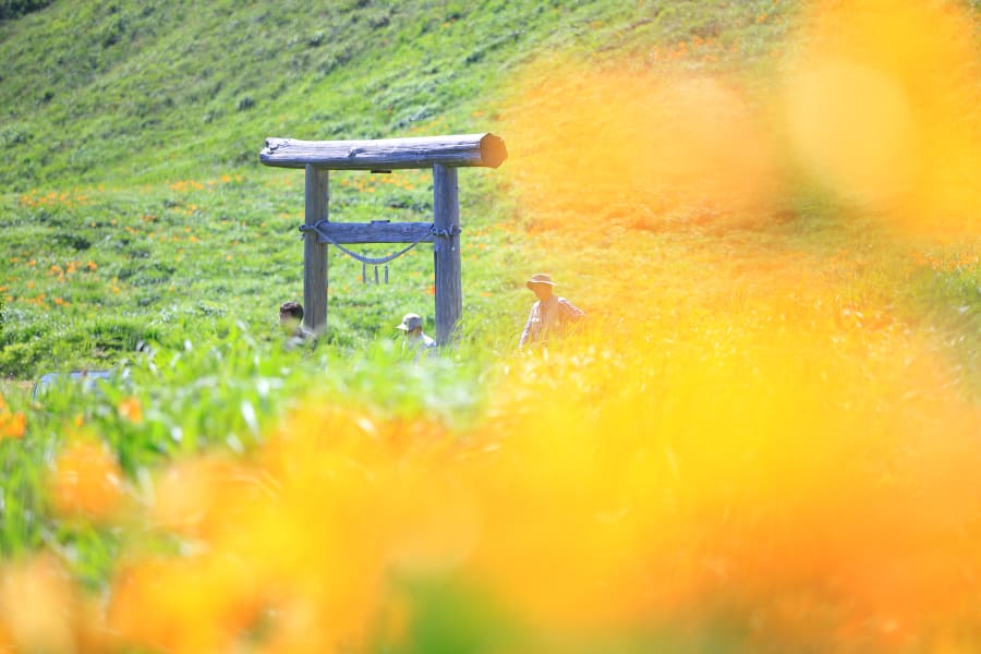 Un torii de bois usé au milieu d’une prairie d’hémérocalles orange, deux promeneurs derrière