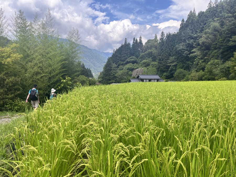 Deux marcheurs longent une rizière mûre, une ferme au toit sombre et les montagnes de la vallée de Kiso au fond
