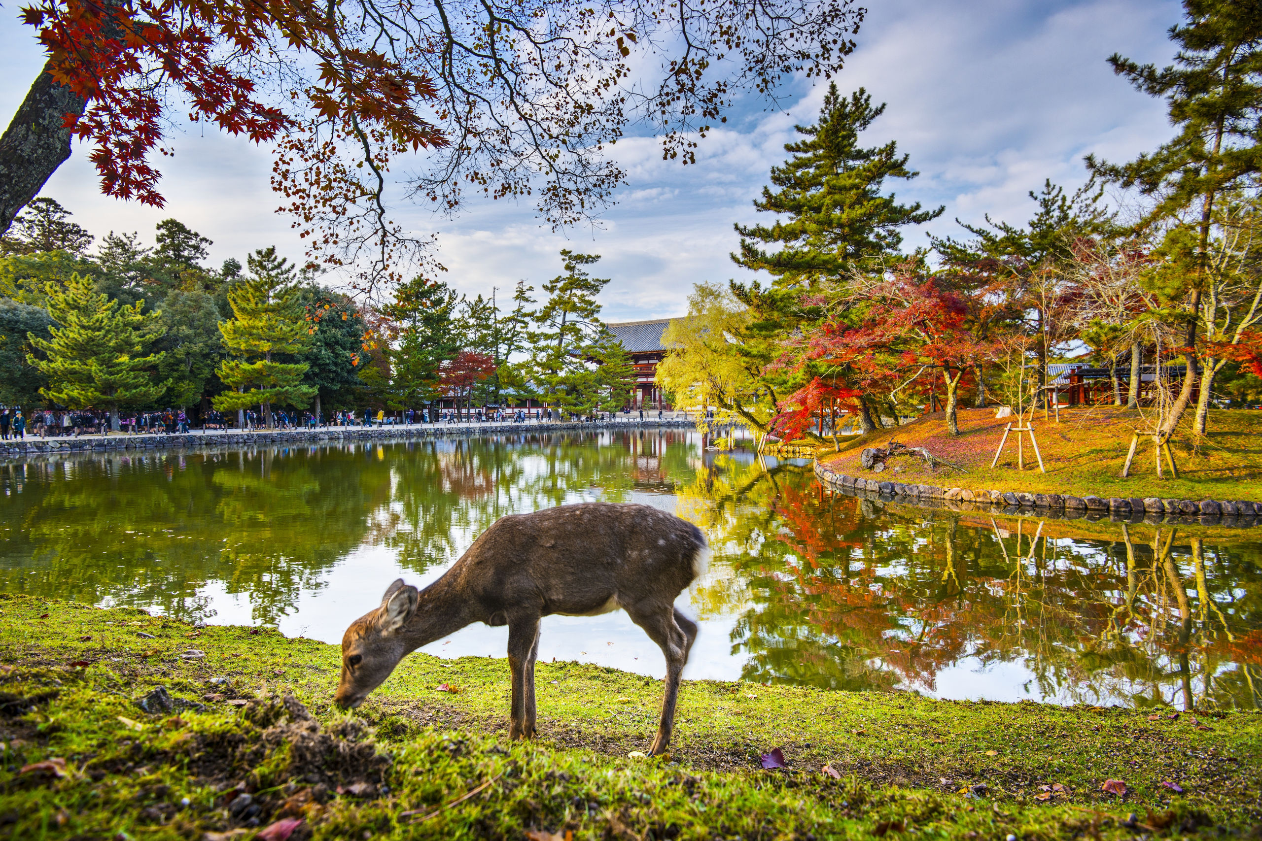 Excursion optionnelle à Nara, première capitale et royaume des cerfs