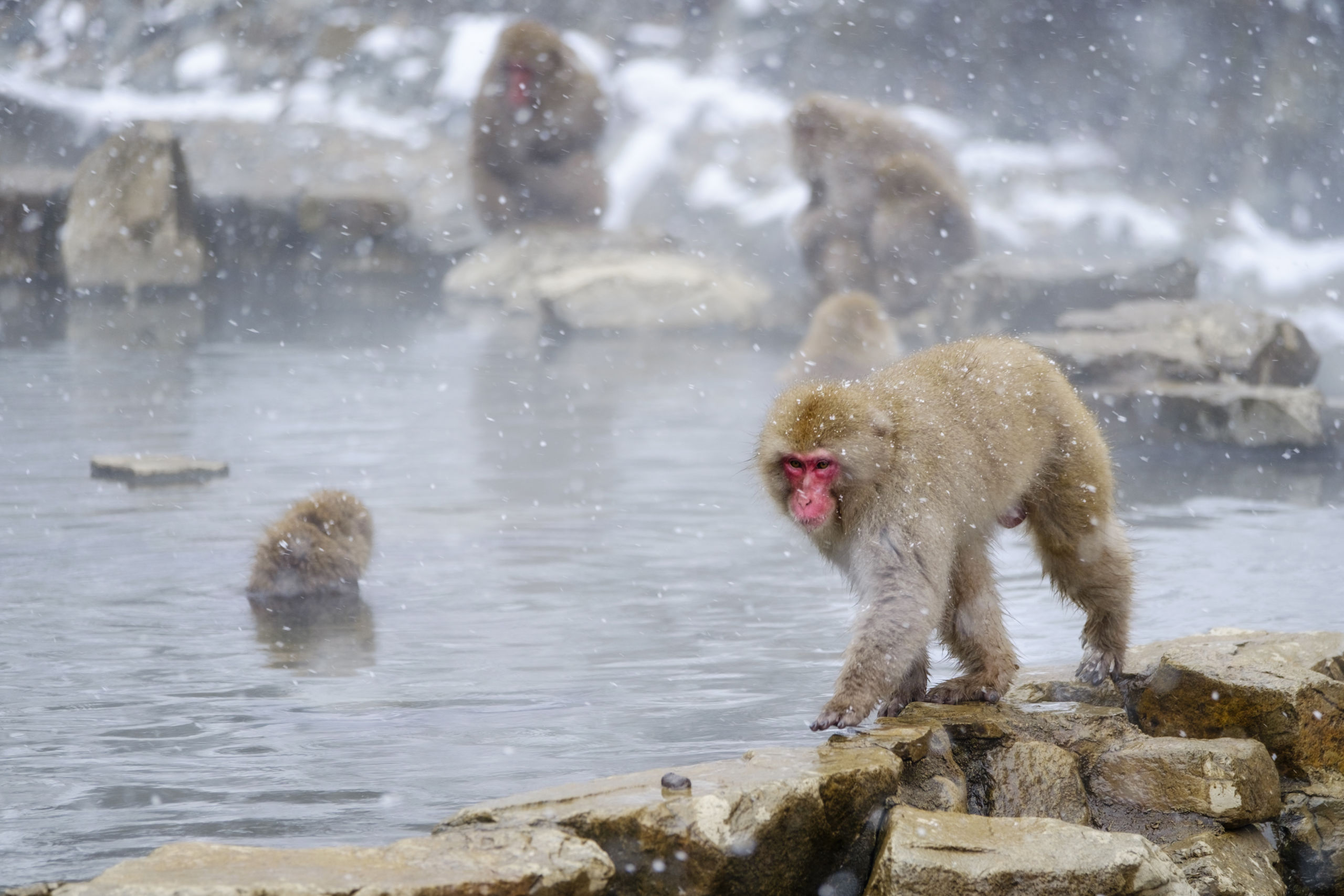 Nagano Authentique : Sources Chaudes et Faune Unique