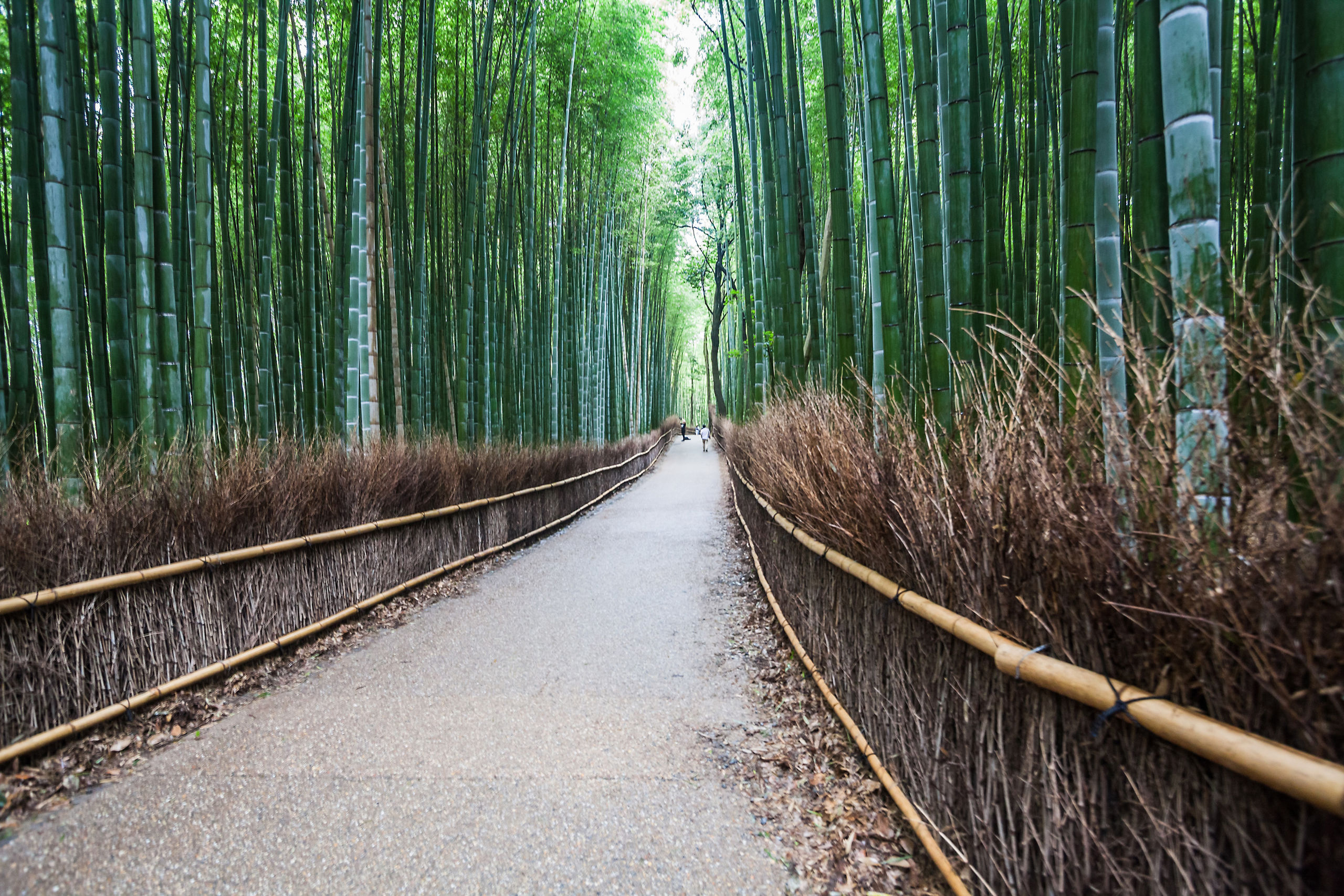 Exploration des Trésors de l'Ouest de Kyoto