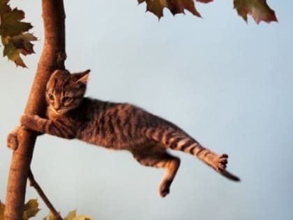 Ветер в Ростове-на-Дону усилится до 26 м/с