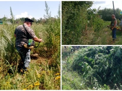 Единый день борьбы с коноплей