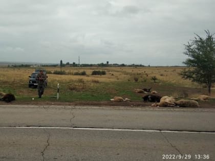 Водитель легковушки задавил 14 баранов в Ростовской области
