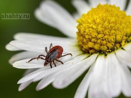 В Шахтах 226 человек получили укусы клещами с начала года