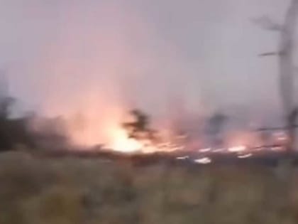 В Ростовской области загорелся лес на площади более 117 гектаров