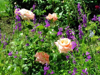 Рабочая неделя в Шахтах начнется с жары