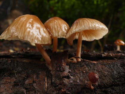 В Ростовской области два человека отравились грибами