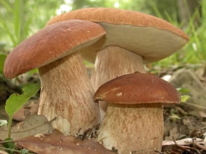 Грибы –не только вкусно и питательно, но иногда и смертельно