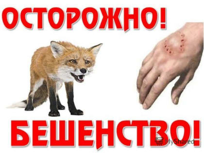 Источники заражения бешенством