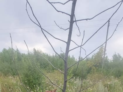 Аллея почетных граждан ныне «не в почете»