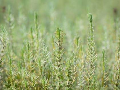 Под Таганрогом почти 300 тонн подсолнечника были заражены амброзией