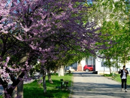 На Первомай в Новочеркасске похолодает до +15°C