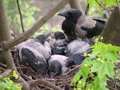 «Птичку жалко»: в батайском парке Авиаторов коммунальщики спилили аварийные деревья, стараясь не затрагивать вороньи гнезда