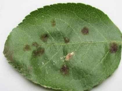 В садах под Таганрогом выявлено заболевание яблонь