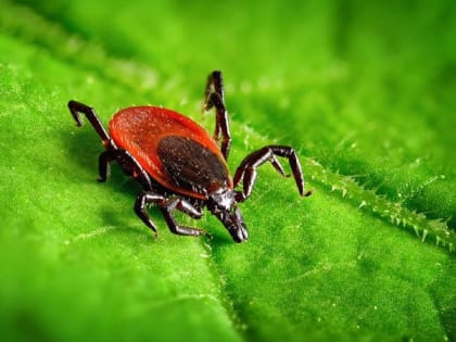 В Ростовской области завершился сезон укусов клещей