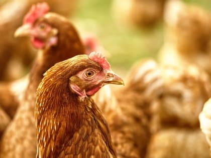 В Ростовской области выявлена вспышка птичьего гриппа