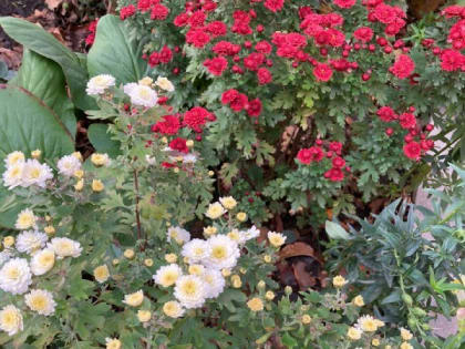 Рабочая неделя в Шахтах начнется с дождей и сильного ветра