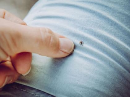 Число покусанных клещами в Ростовской области перевалило за 4 тыс