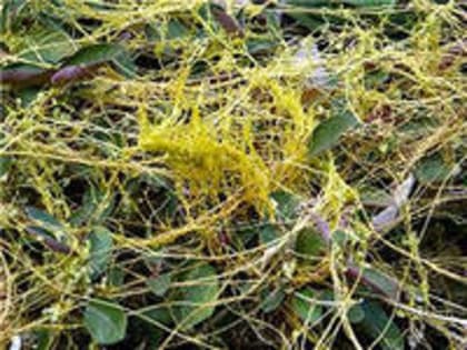 В Астраханской области Управлением Россельхознадзора выявлен очаг сорного растения повилики площадью 5 гектар