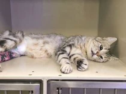 РОСТОВСКИЕ ВЕТЕРИНАРЫ СПАСЛИ КОТА С ПУЛЕВЫМ РАНЕНИЕМ