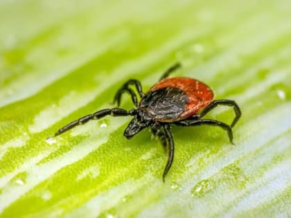 В Ростовской области 4069 человек обратились в поликлиники после укусов клещей