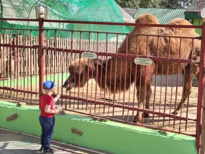 Таганрогская верблюдица Маша не плюётся в посетителей и любит угощение