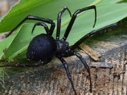 В больнице Ростова спасли мужчину, которого укусил каракурт