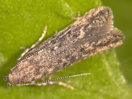 Карантин по южноамериканской томатной моли установлен под Ростовом