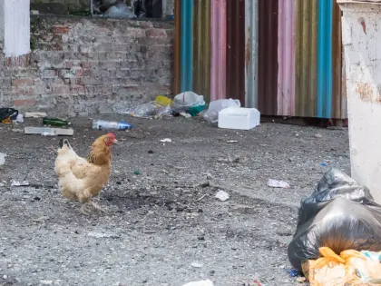 Жители Гуково обращаются к президенту с просьбой о помощи в решении проблемы вывоза мусора