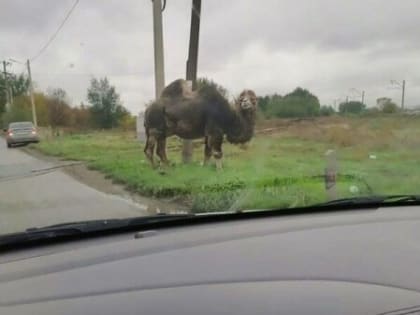 В Батайске выпившего мужчину покусал верблюд