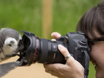 ЖИТЕЛЕЙ РОССИИ ПРЕДОСТЕРЕГЛИ ОТ ФОТОСЕССИЙ С ЖИВОТНЫМИ НА УЛИЦАХ