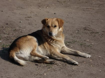 В Ростове на отлов и содержание бездомных животных направят 120 млн рублей