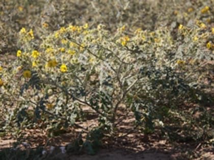 Управлением Россельхознадзора выявлены нарушения требований законодательства в области карантина растений