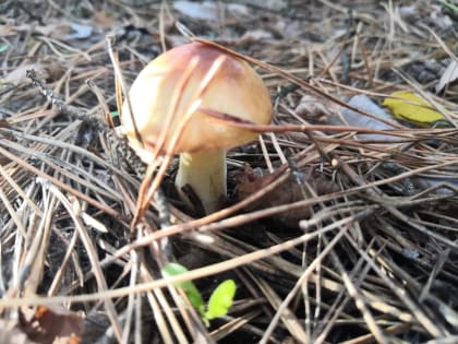 Где собирать, как готовить и почему можно получить отравление?