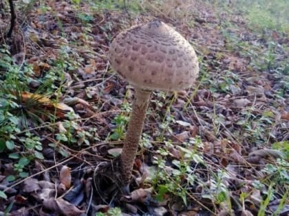 На Дону зафиксировали рост отравлений дикорастущими грибами