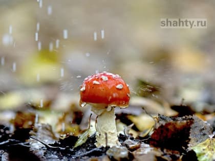 Женщины отравились собранными грибами и попали в больницу в Шахтах