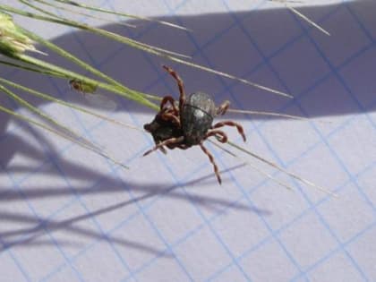 Ростовская область сталкивается с проблемой укусов клещей