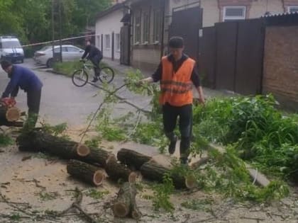 В Ростове штормовой ветер обрушил 50 деревьев
