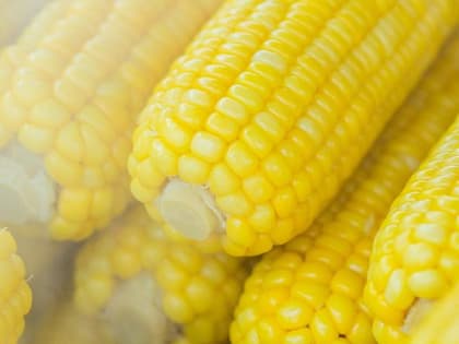 Тысячи тонн заражённой кукурузы нашли в Ростовской области