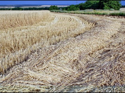 Минус дает плюс: Замглавы Минсельхоза — о последствиях погодных катаклизмов для агробизнеса