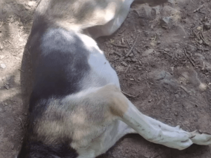 Неизвестные расстреляли дротиками с ядом собак в Ростове-на-Дону