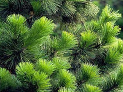 Управление Россельхознадзора информирует о правилах выбора рождественских деревьев