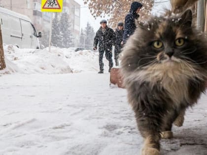 В Ростовской области первый снег выпадет в ночь на 10 ноября