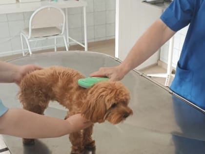 В Таганроге проводят чипирование домашних питомцев